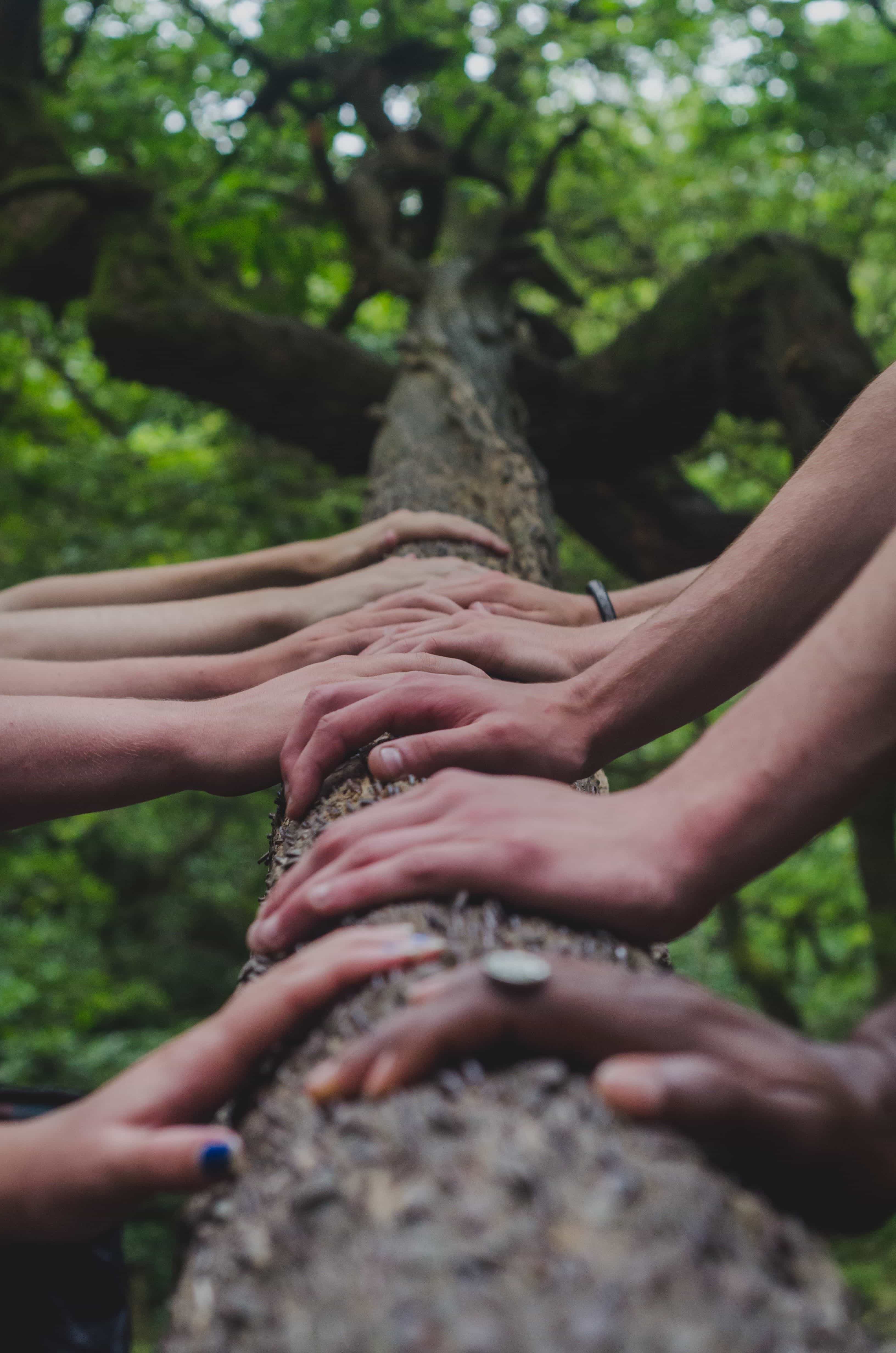 Image of hands holding a tree